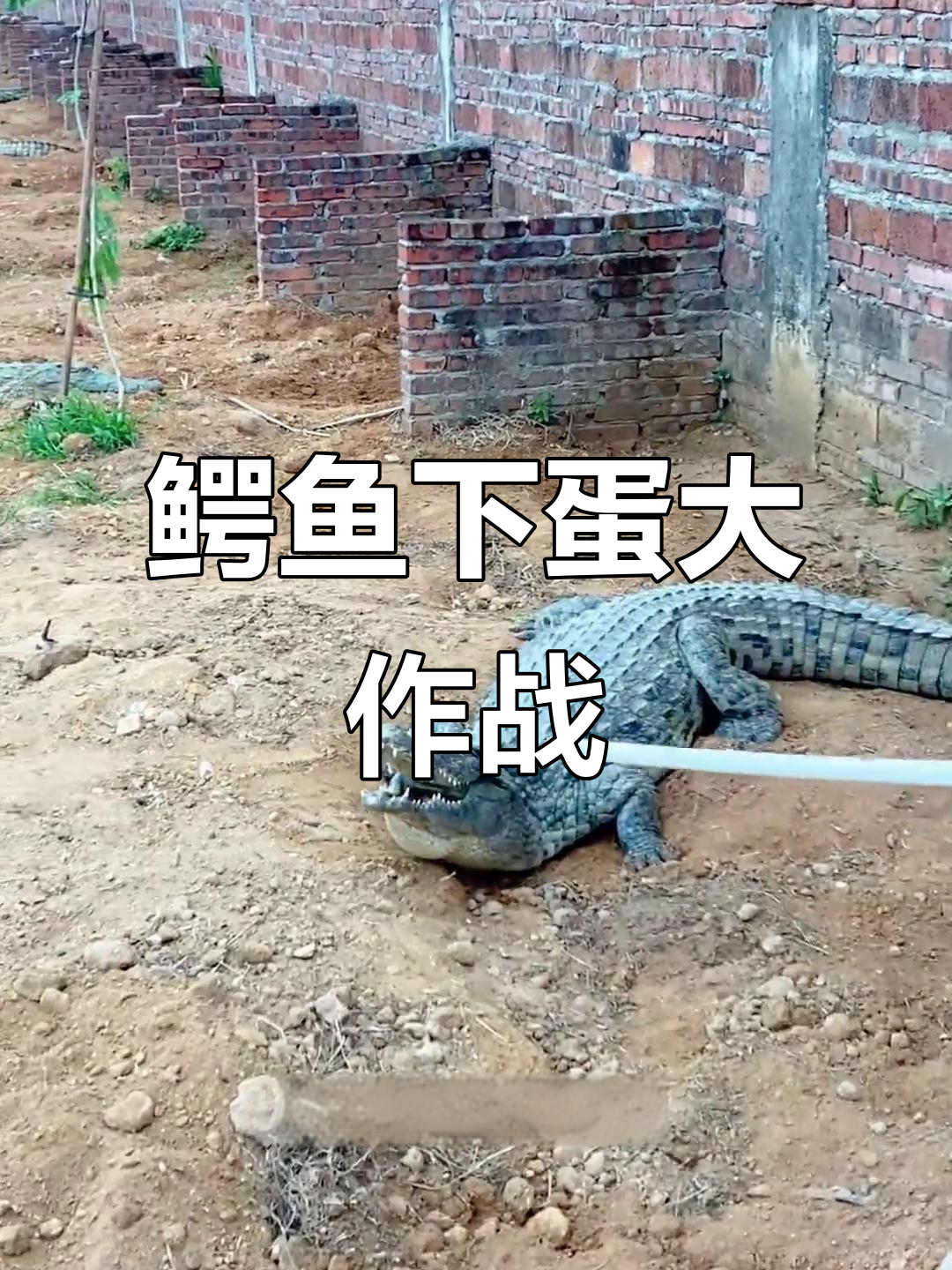 鳄鱼哥下蛋忙，凶猛又搞笑的养殖场日常