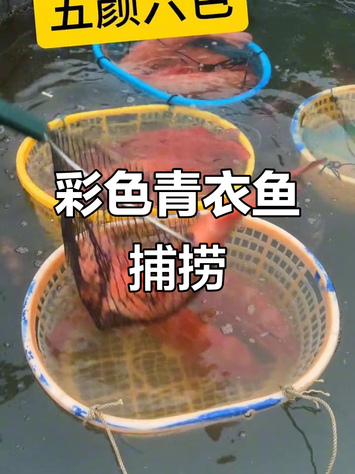 五彩斑斓的青衣鱼,野生海鲜大捕捞