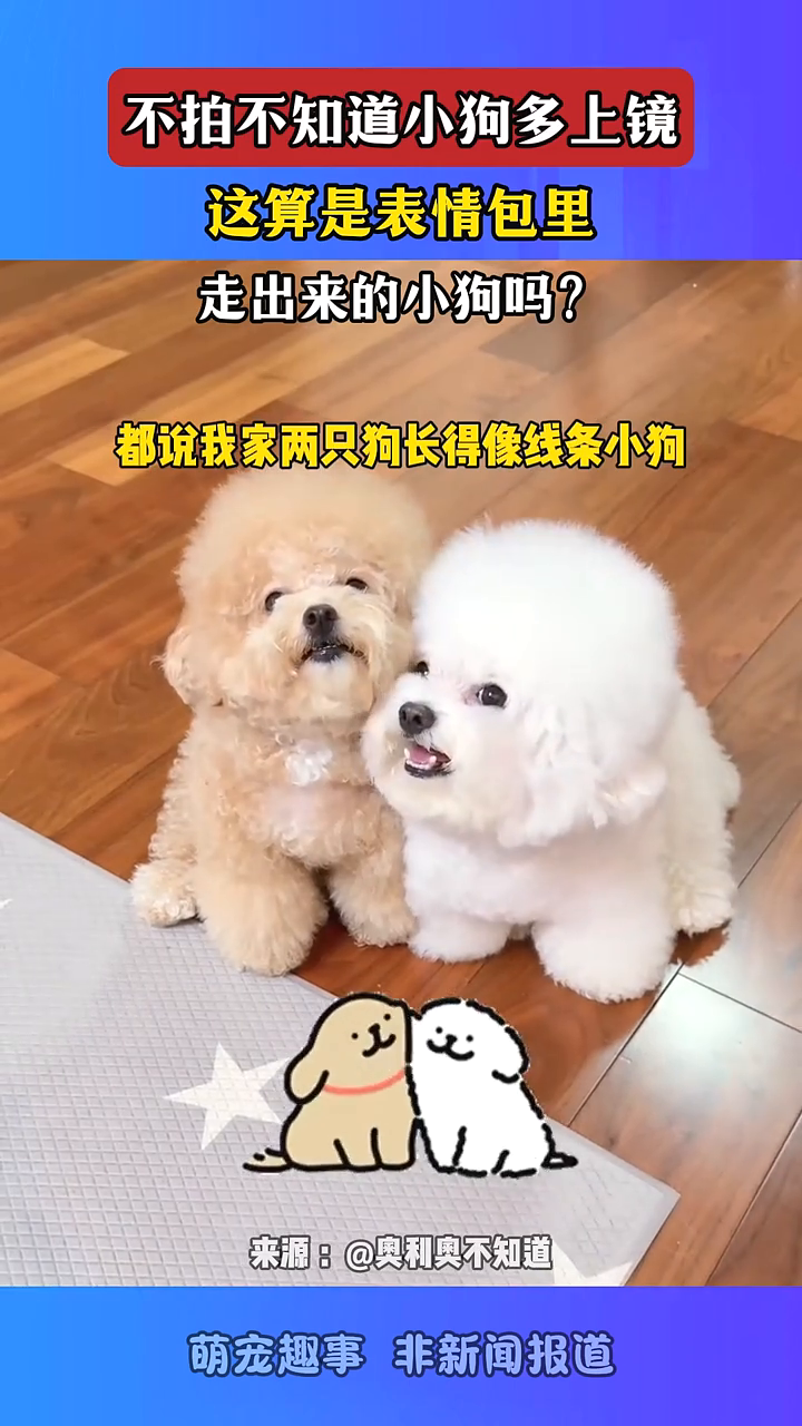 不拍不知道小狗多上镜,这算是表情包里走出来的小狗吗?