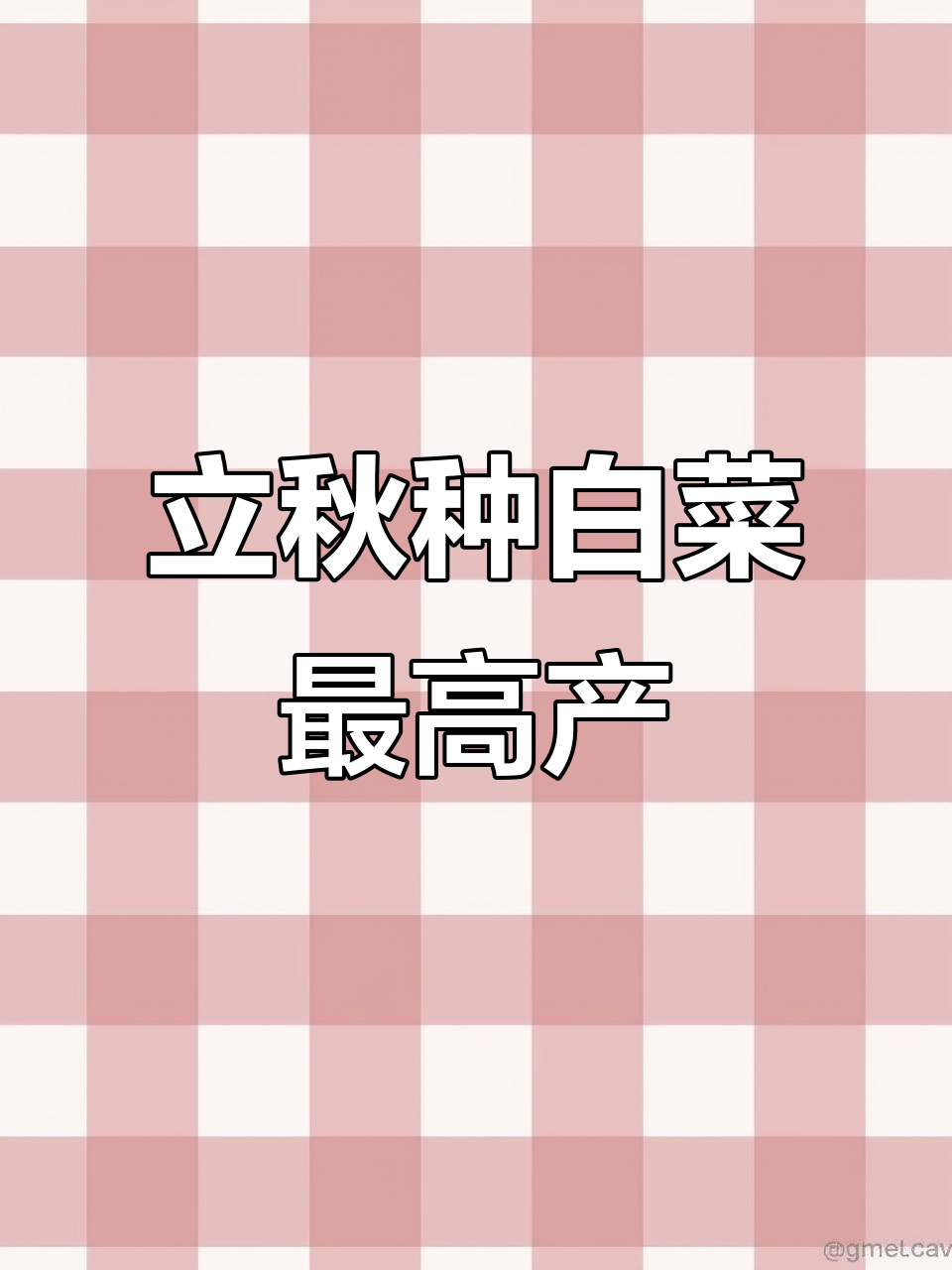 北方大白菜高产秘诀，立秋前后种植最合适