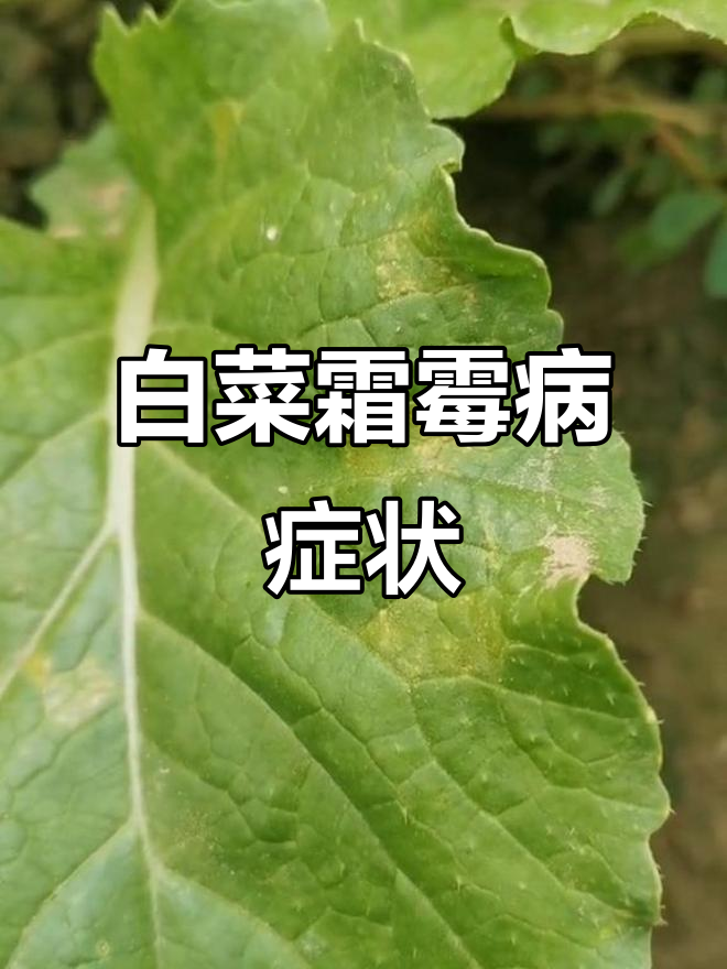 白菜霜霉病症状解析:叶片黄斑与白色菌丝的识别