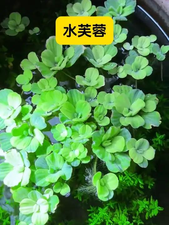 懒得给鱼缸换水,不知道如何给鱼缸造景的鱼友看过来!一颗神奇水草相当于一个自然过滤器,增氧净
