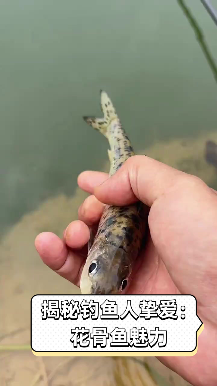 揭秘钓鱼人挚爱:花骨鱼魅力