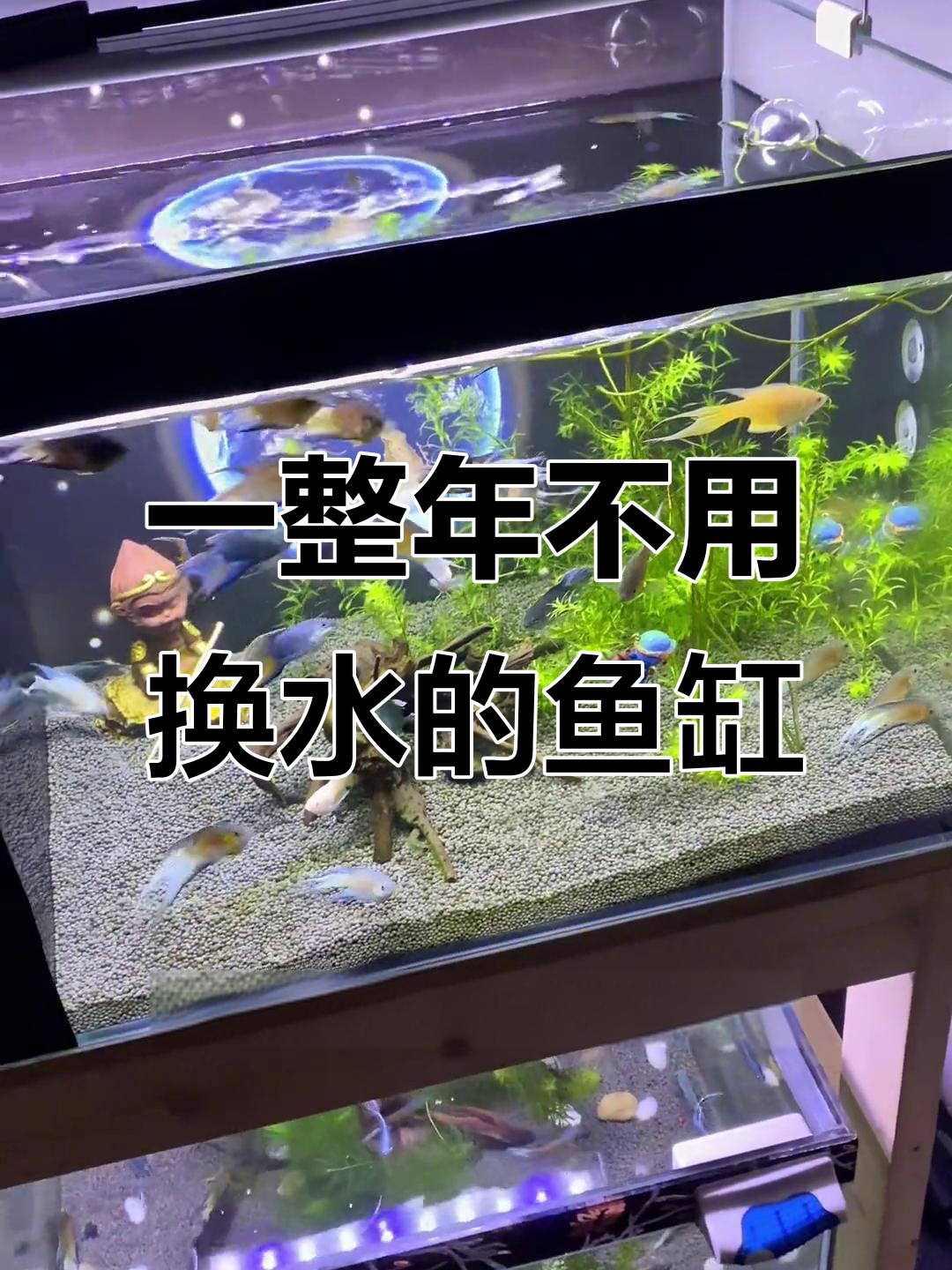 鱼缸过滤系统强大,一年不换水也能保持水质