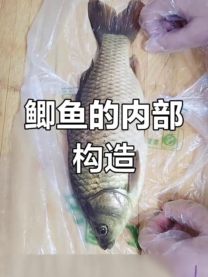 鲫鱼解剖揭秘:结构与功能
