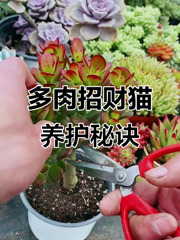 招财猫多肉修剪与繁殖技巧,打造独特盆景造型