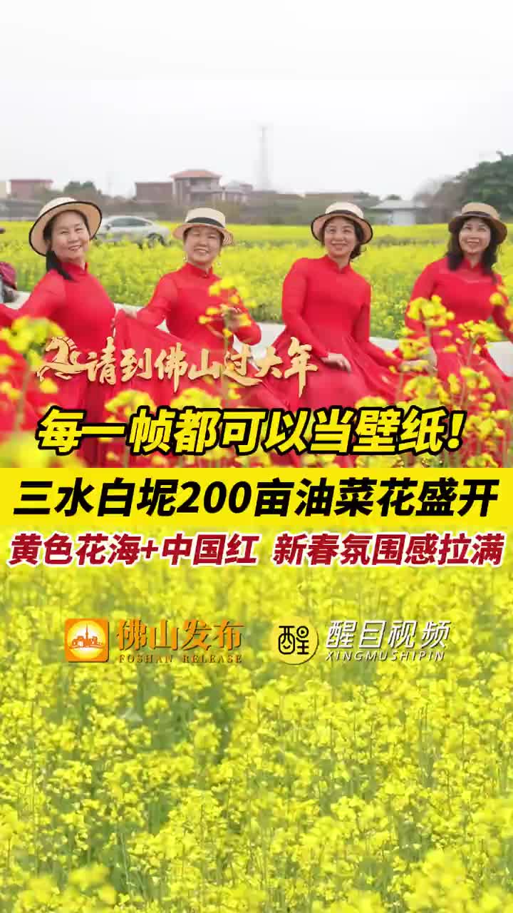 「视频」每一帧都可以当壁纸!三水白坭200亩油菜花盛开,黄色花海+中国红,新春氛围感拉满!