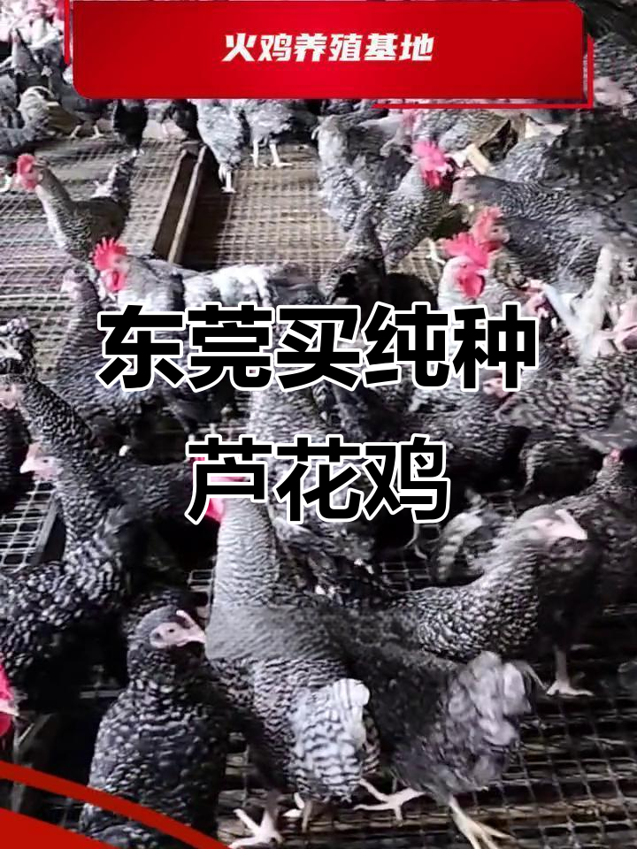 东莞哪里有卖正宗芦花鸡？品质优良，抗病力强