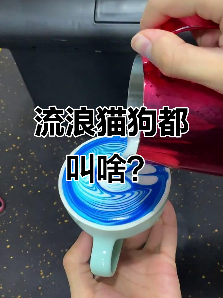 全国流浪猫狗的统一名字,竟然是“咪咪”和“汪汪”?