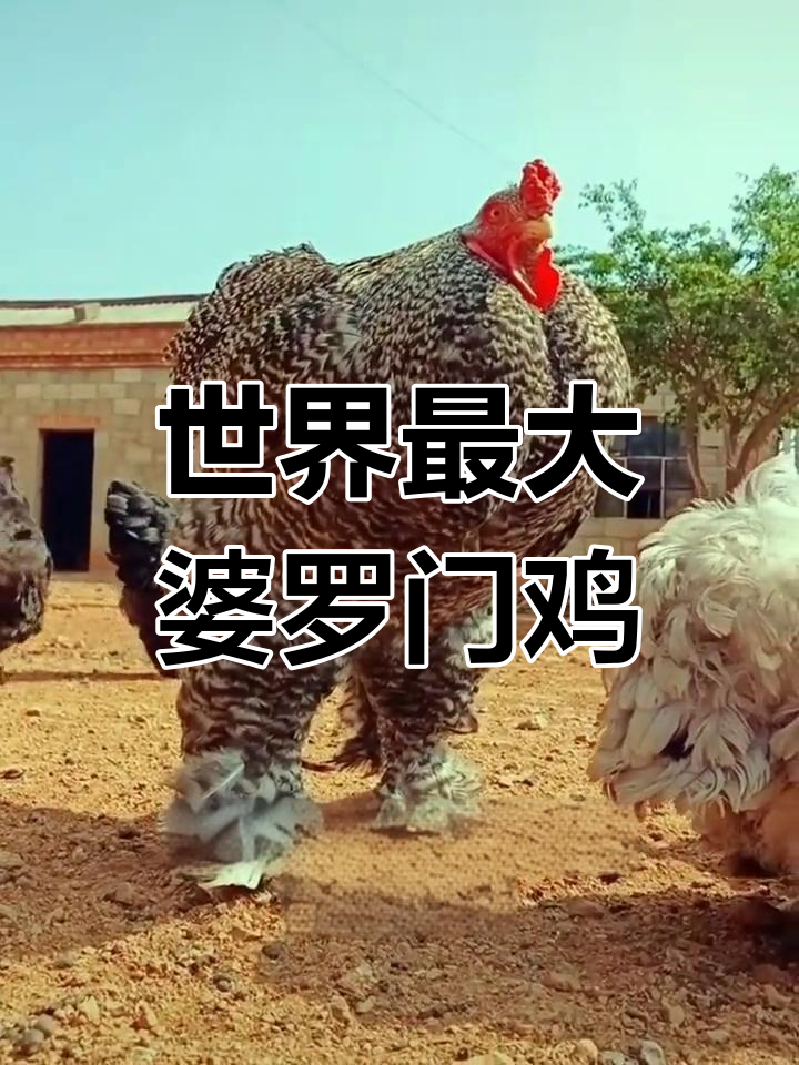 见过身高一米的婆罗门鸡吗?这种巨型宠物鸡肉能吃吗