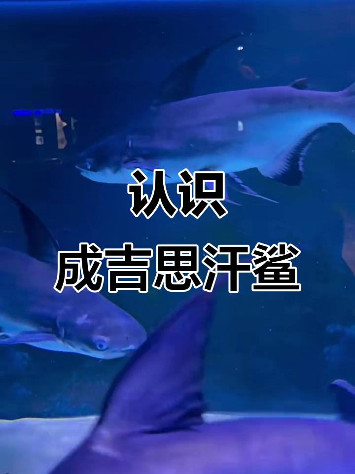 成吉思汗鲨:看似凶猛,实为淡水鲶鱼之王