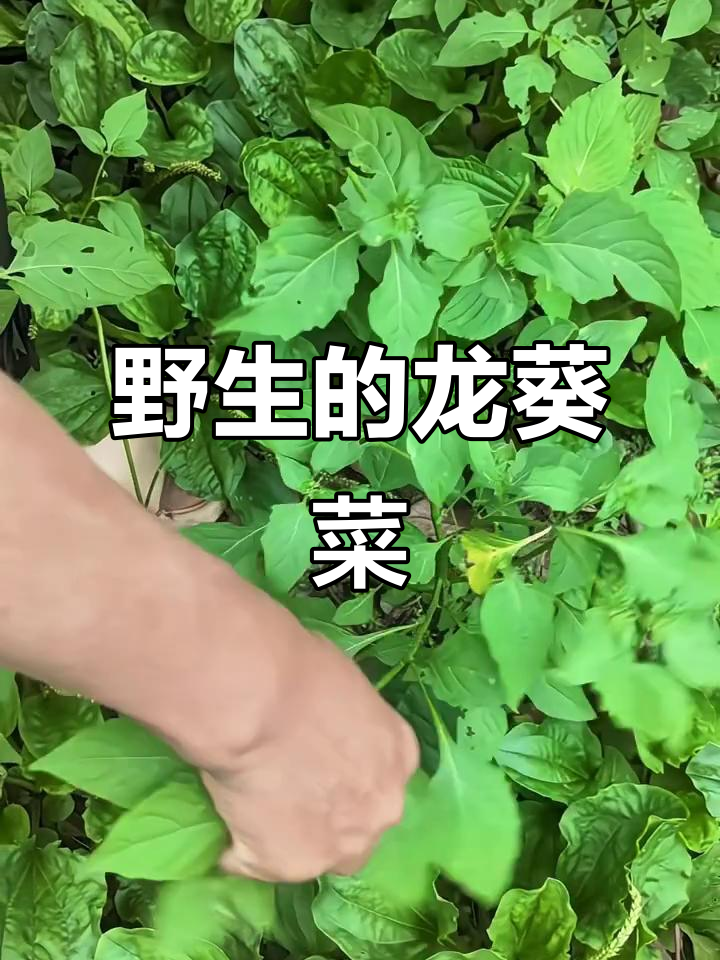 野生龙葵菜,自然生长的美味