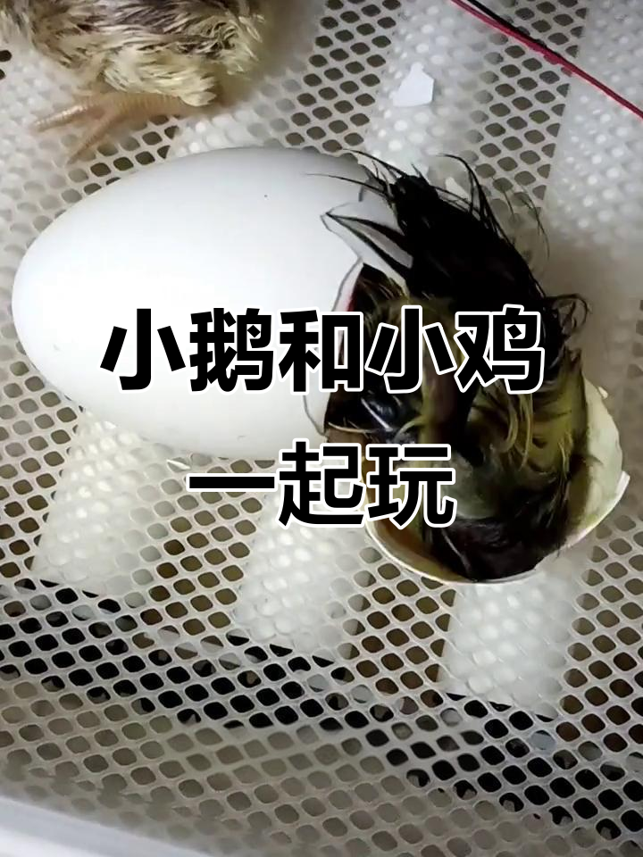 孵小鹅和鸡娃,竟然能一起出壳!