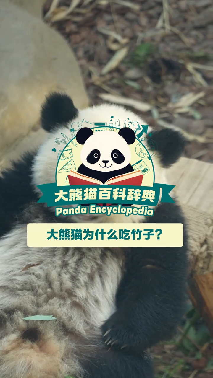 大熊猫为什么选择了吃竹子?