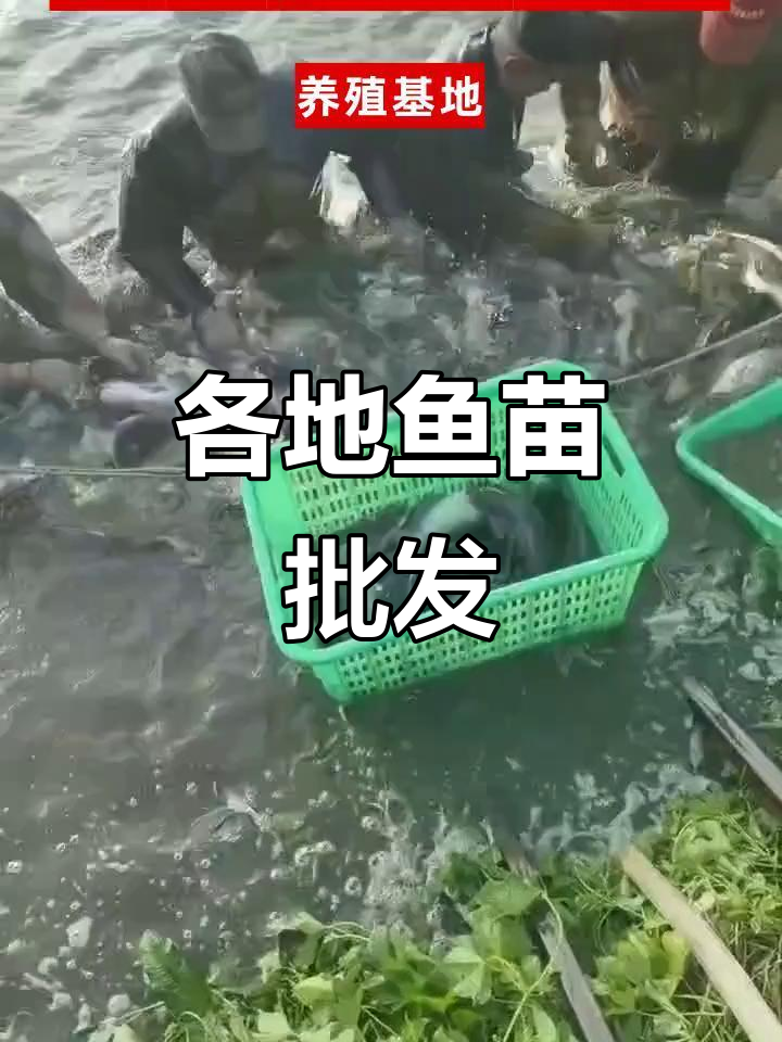 北京、山西等地鱼苗批发，草鱼鲫青一应俱全