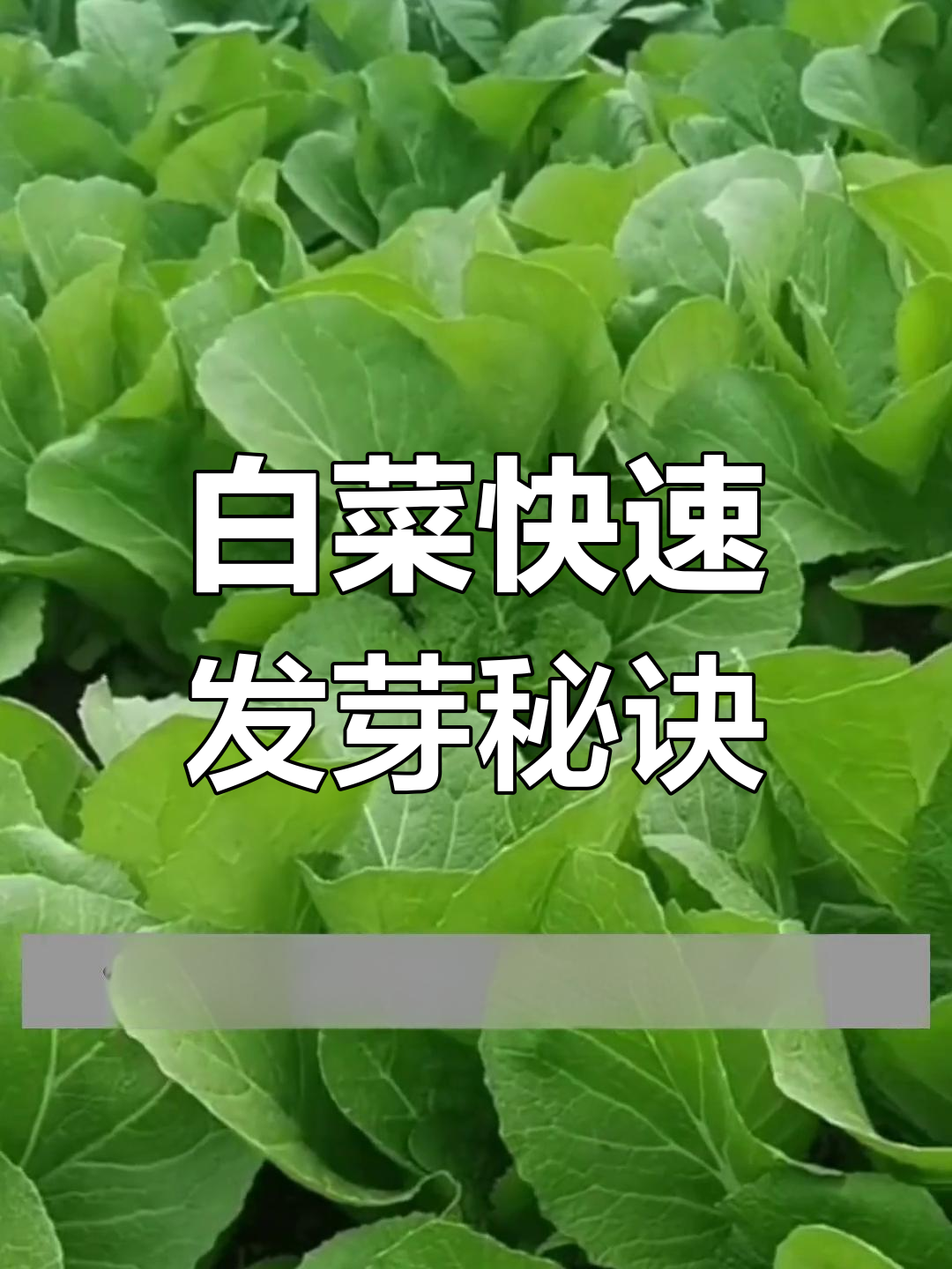 小白菜发芽慢?试试这个简单技巧,快速出芽!