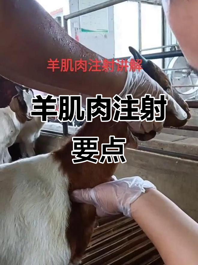 羊肌肉注射技巧与经验分享,精准操作避免误伤