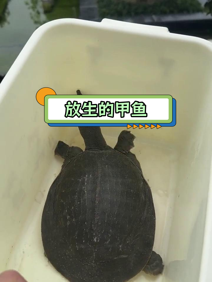 弟弟放生野生甲鱼,终于找到活路
