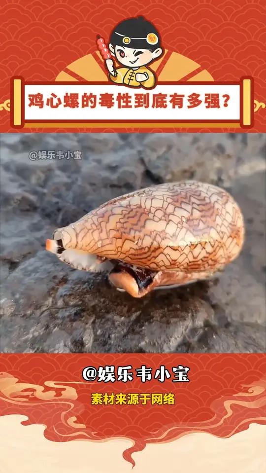 赶海遇到美丽海螺，小心是夺命鸡心螺