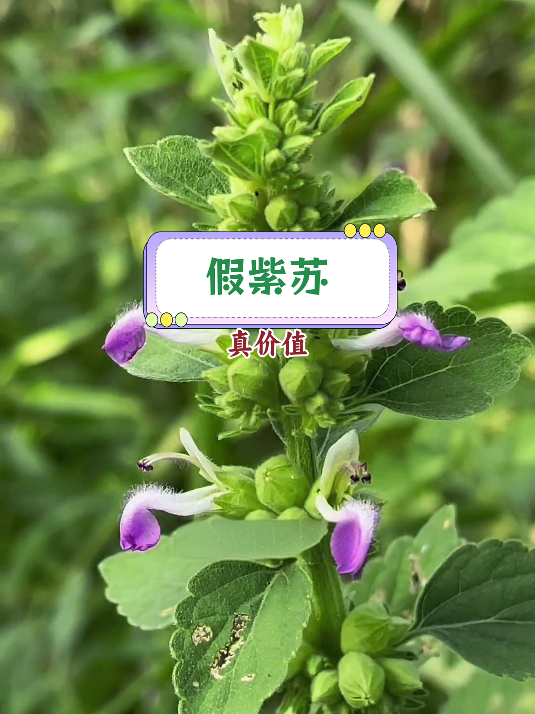 防风草:名字与功效不符的植物