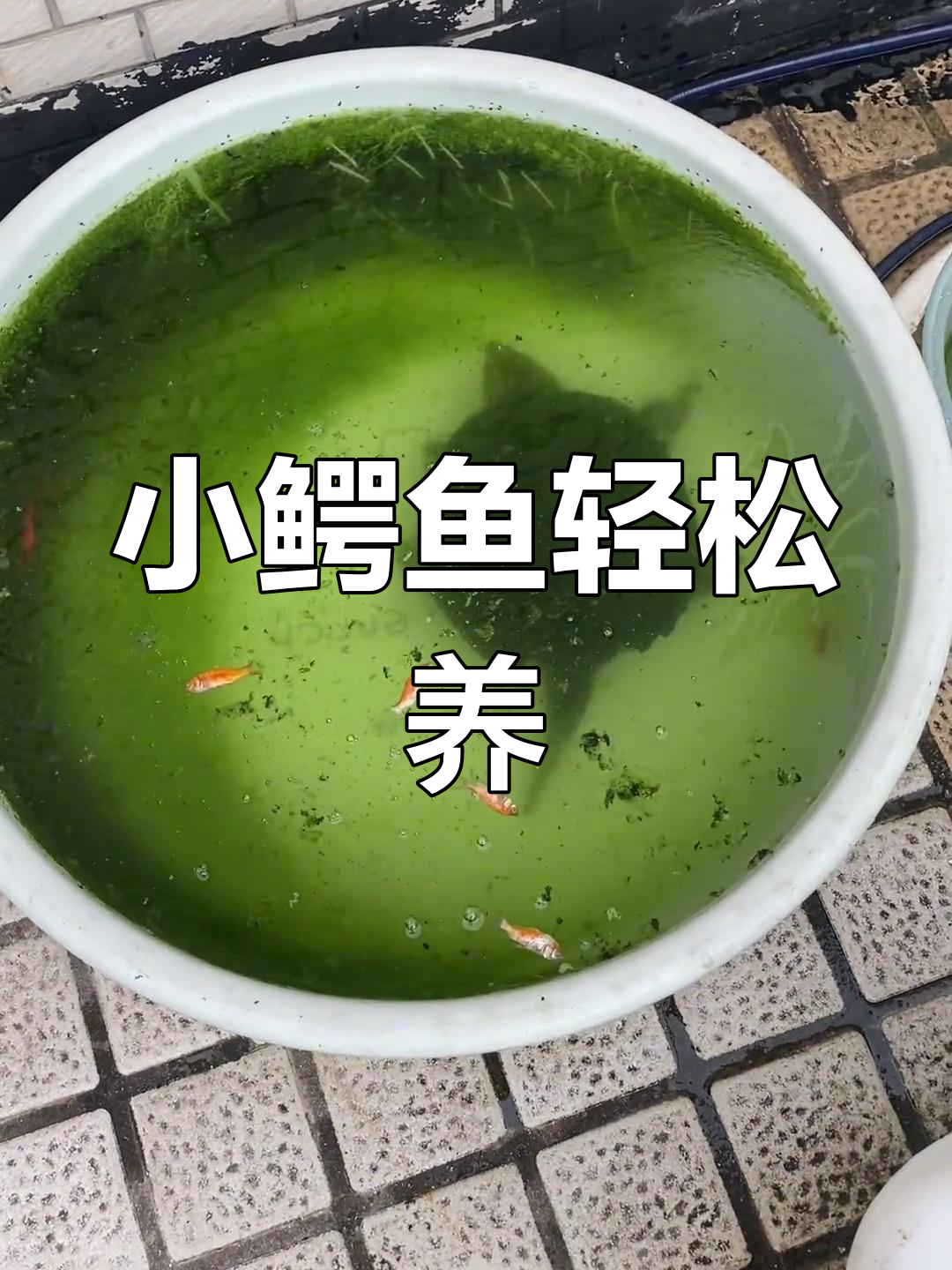 饲料缸不再换水,小鳄鱼苗168元带回家!