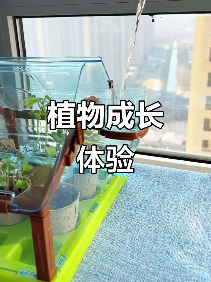 阳光房让孩子亲手种植,见证蔬菜成长的奇妙过程