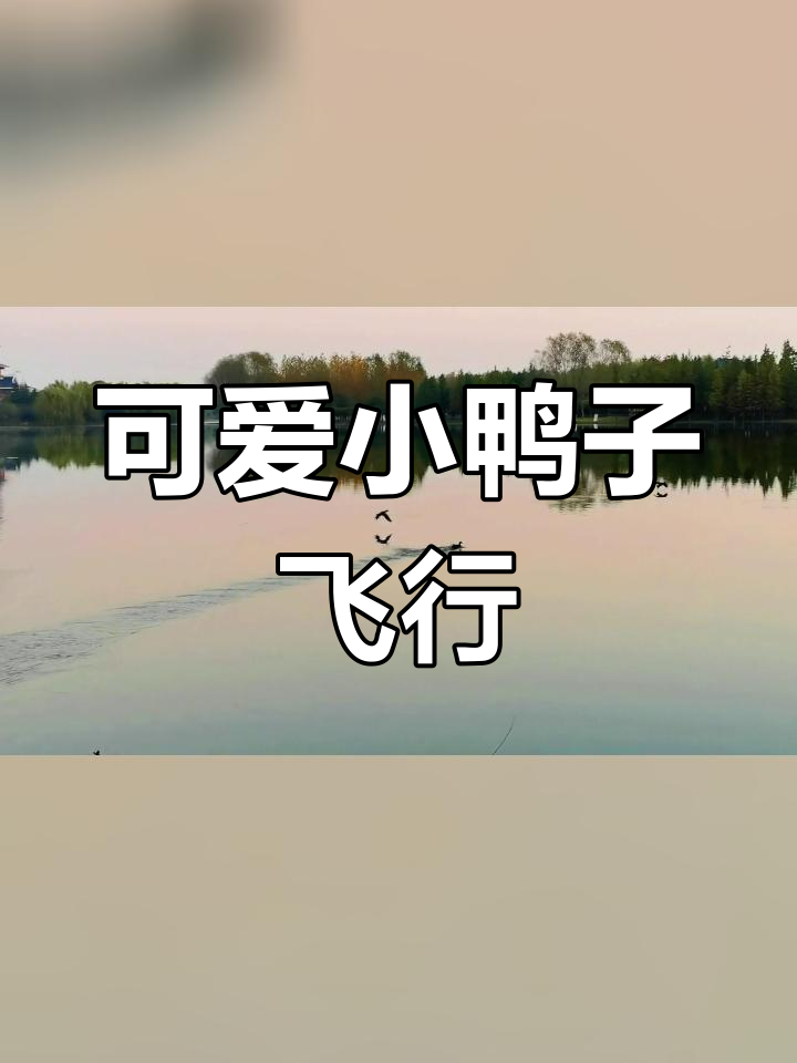 小水鸭飞翔姿态太美