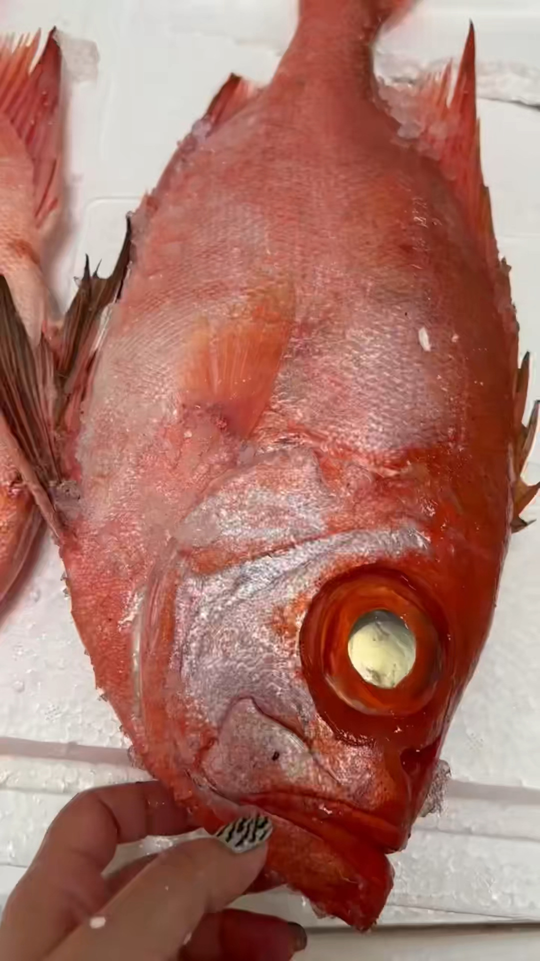 大眼鸡鱼又叫大眼鲷是南方的一种海鱼因为身体是好看的红色像木棉