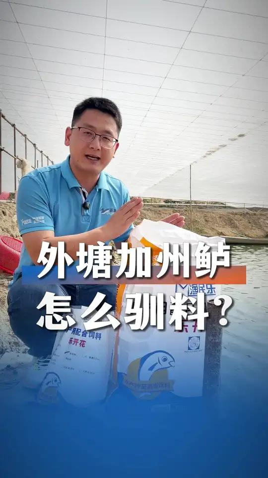 外塘加州鲈鱼标苗怎么驯料?清楚这3点就很容易!