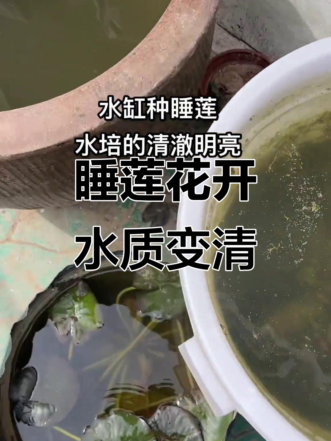 水缸水培睡莲,清澈与绿苔共存的美妙变化