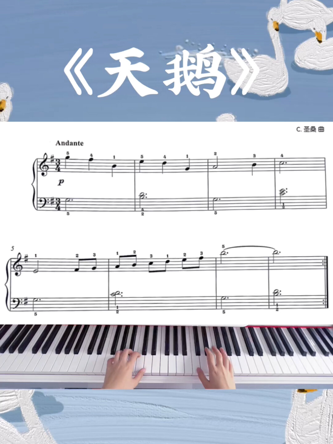 《天鹅》简单好听版 适合钢琴初学