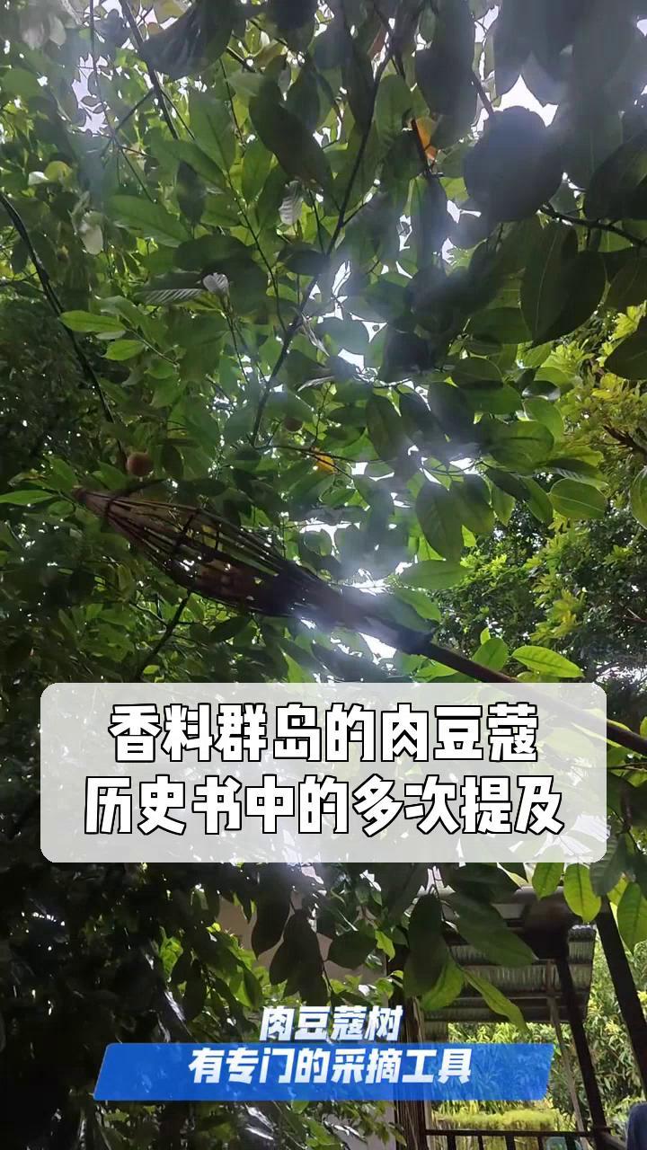 香料群岛的肉豆蔻,历史书中的多次提及