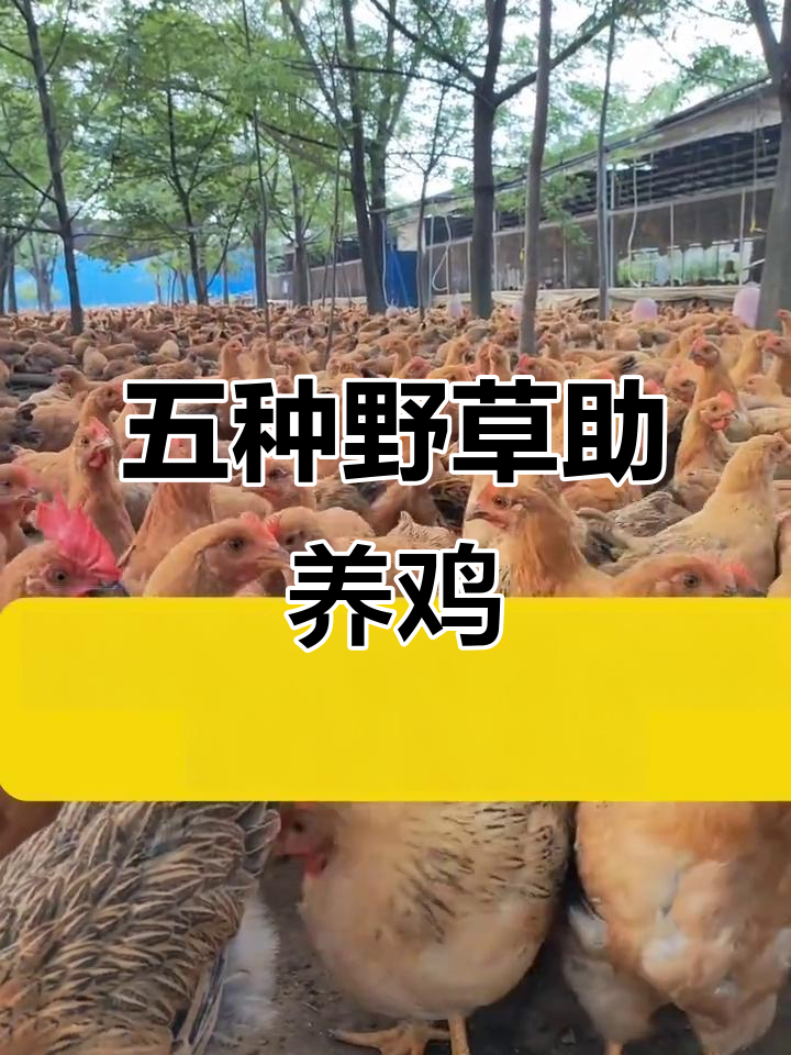 农村养鸡不花钱，五种野草解决常见问题