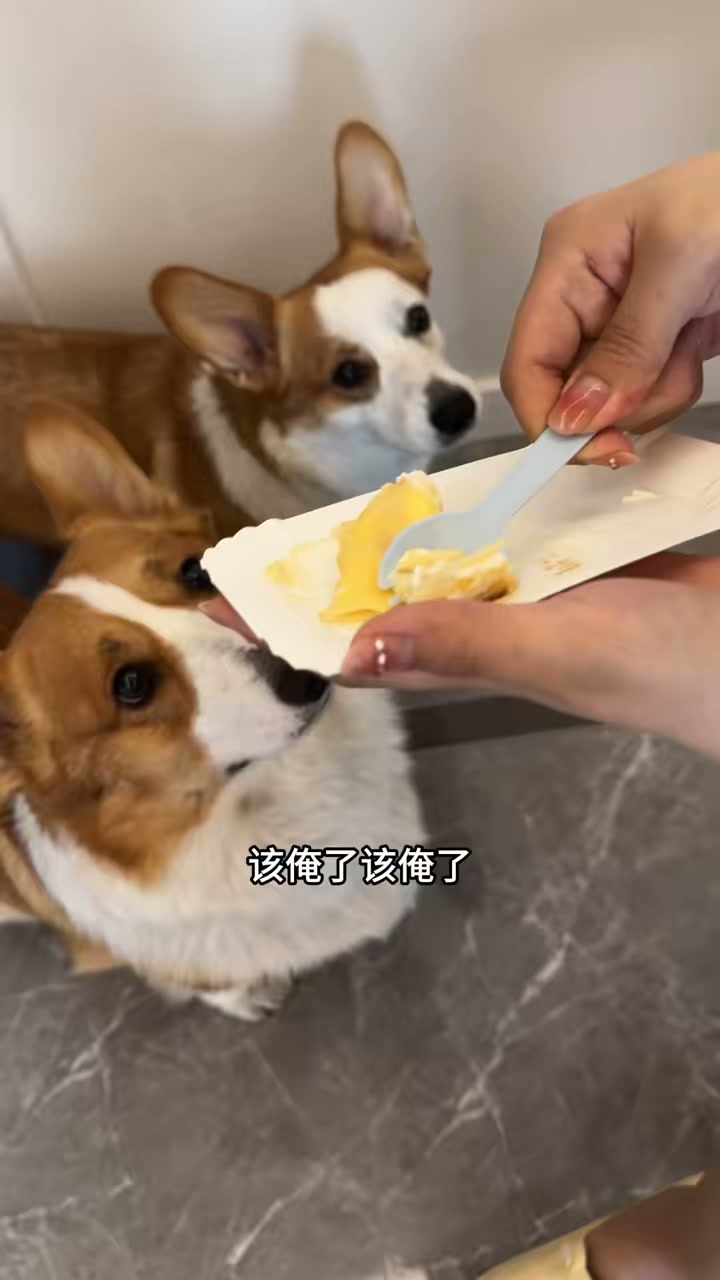 榴莲千层初体验，可爱柯基来见证