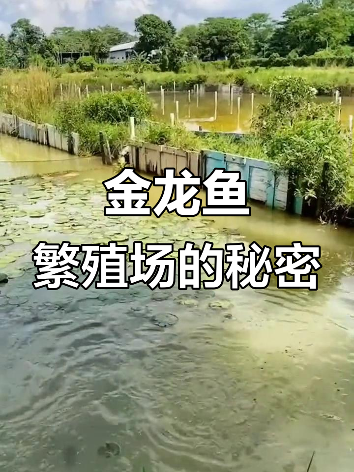 新加坡金龙鱼渔场揭秘:古典过背的诞生与成长