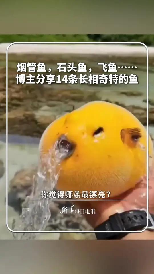 烟管鱼，石头鱼，飞鱼……博主分享15中长相奇特的鱼，你觉得那条最漂亮？新华每日电讯