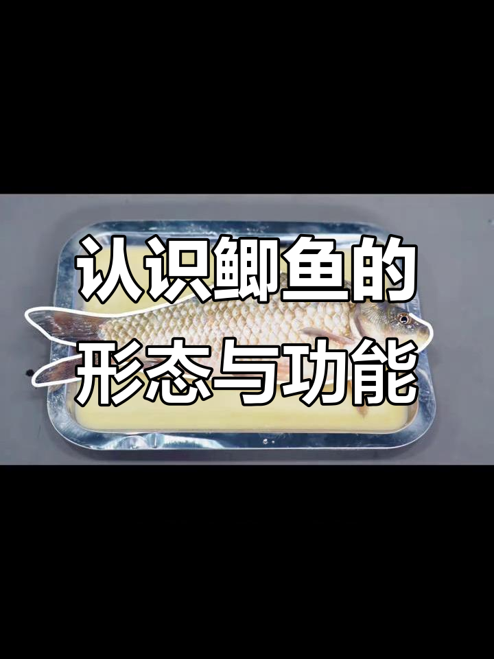 观察鲫鱼流线型身体与鳞片特征，了解其运动原理
