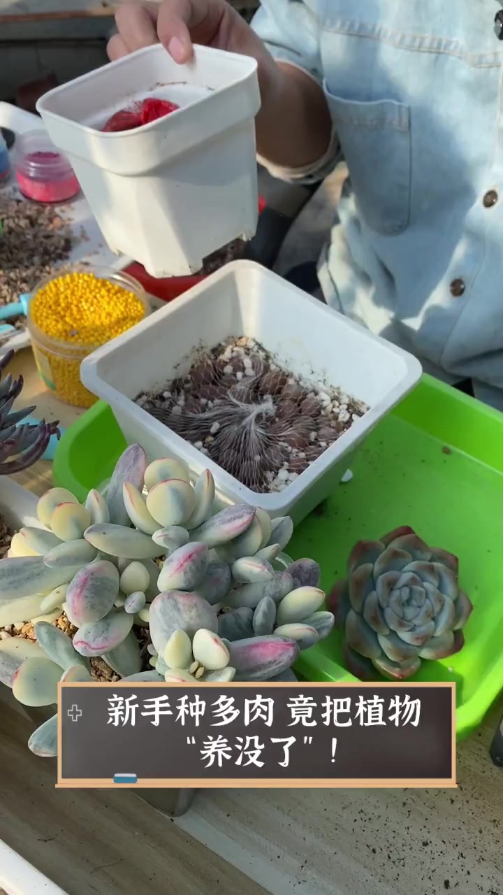 新手种多肉,竟把植物“养没了”!