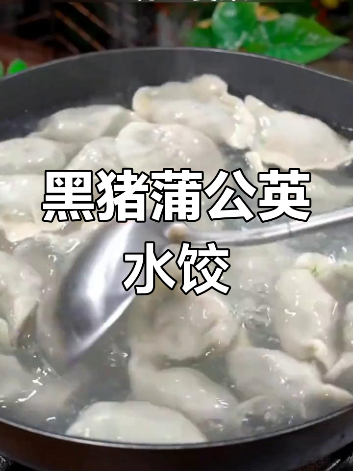 蒲公英配黑猪肉,简单又营养的饺子做法