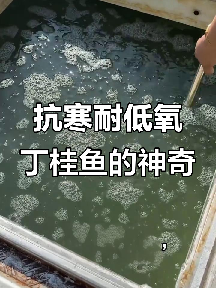 丁桂鱼:冰层下也能生存的“鱼类医生”