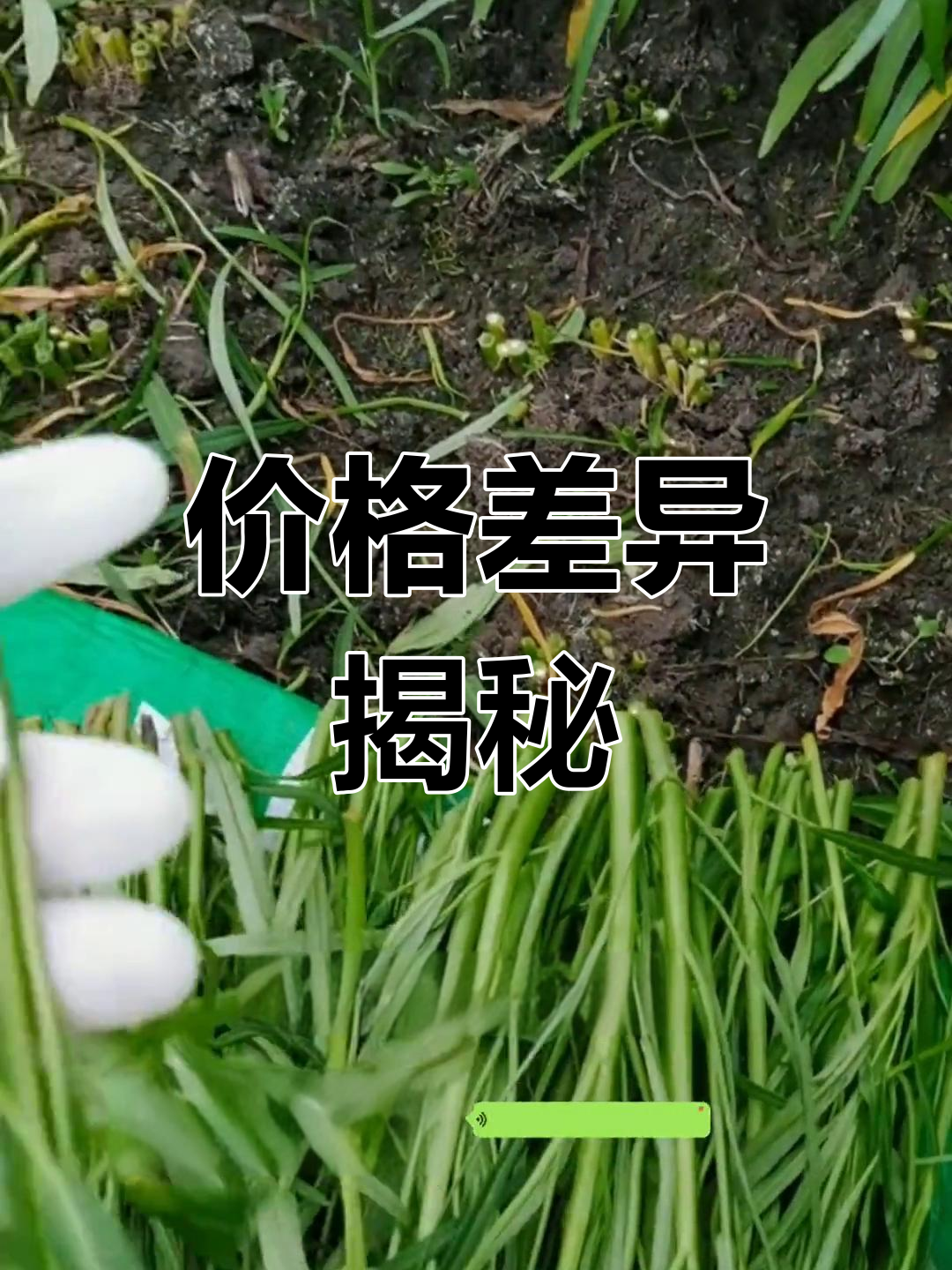 金塘通菜价格低,茂名市场却卖高价,差价惊人!