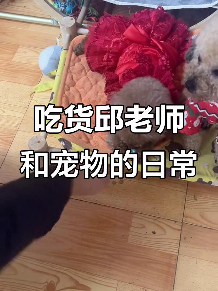 邱老师吃鸭脖变胖,宠物们也加入了吃货行列