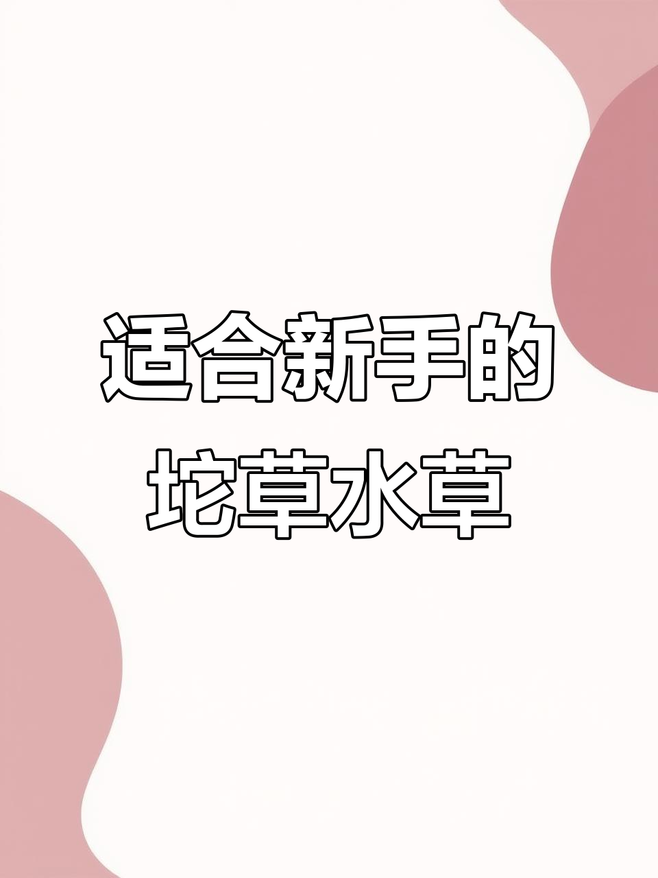 新手最适合的水草,轻松养孔雀鱼不隔离