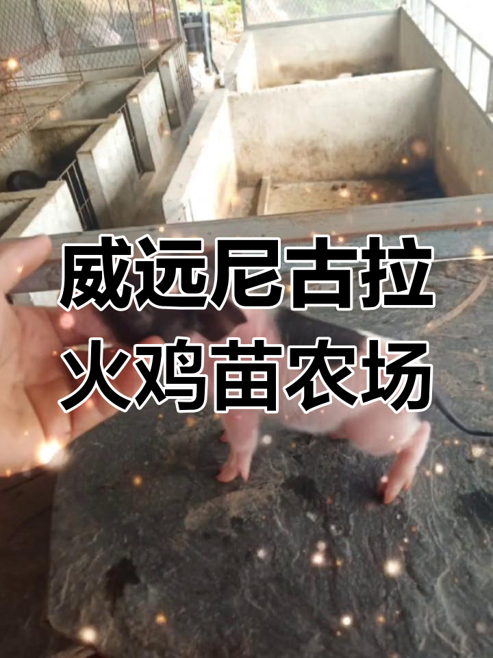 四川威远尼古拉700系火鸡苗农场:全力以赴,只为做到最好