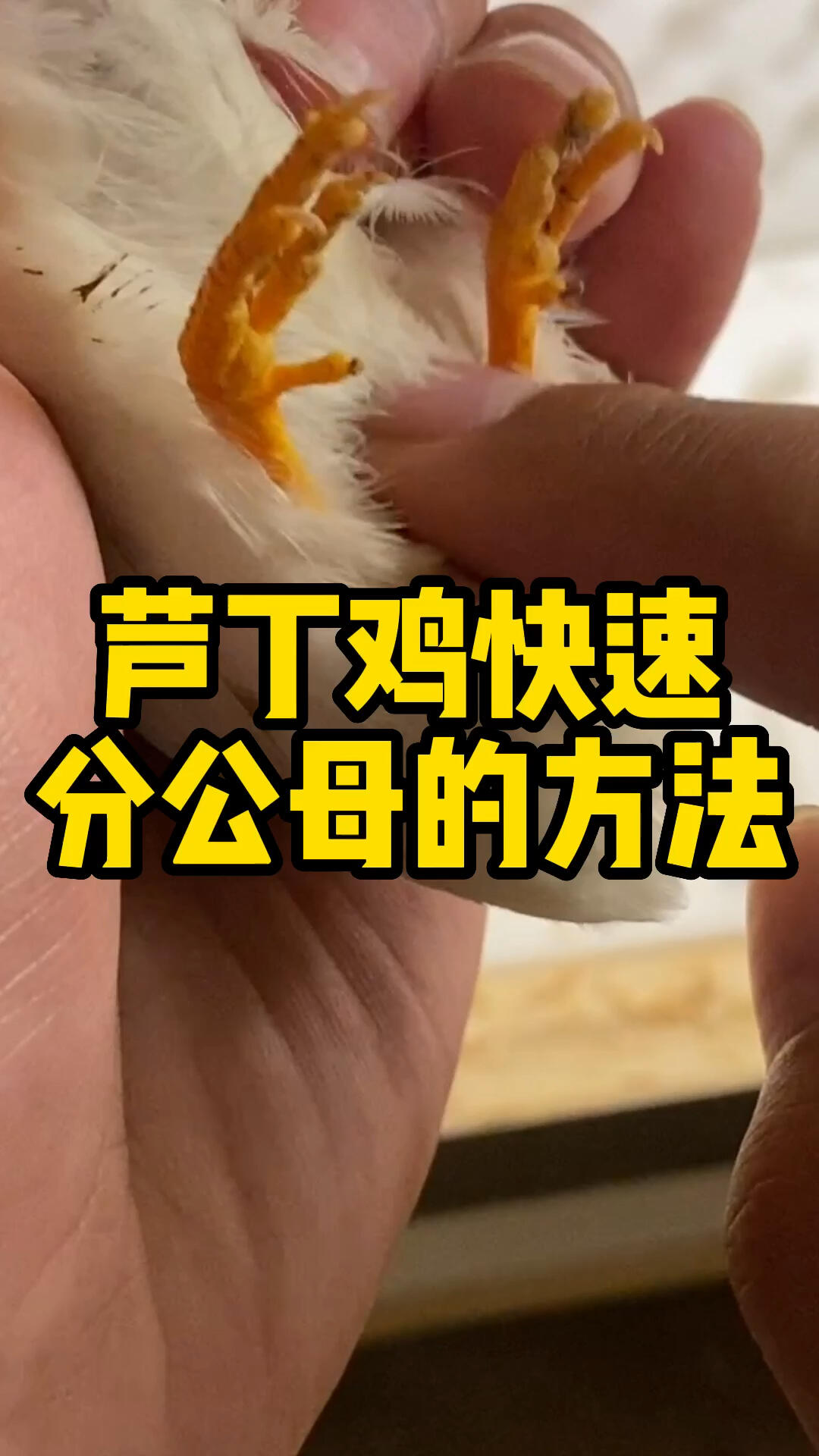 芦丁鸡快速分公母的方法!