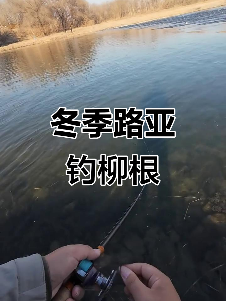 深冬路亚钓柳根鱼,手感超爽!
