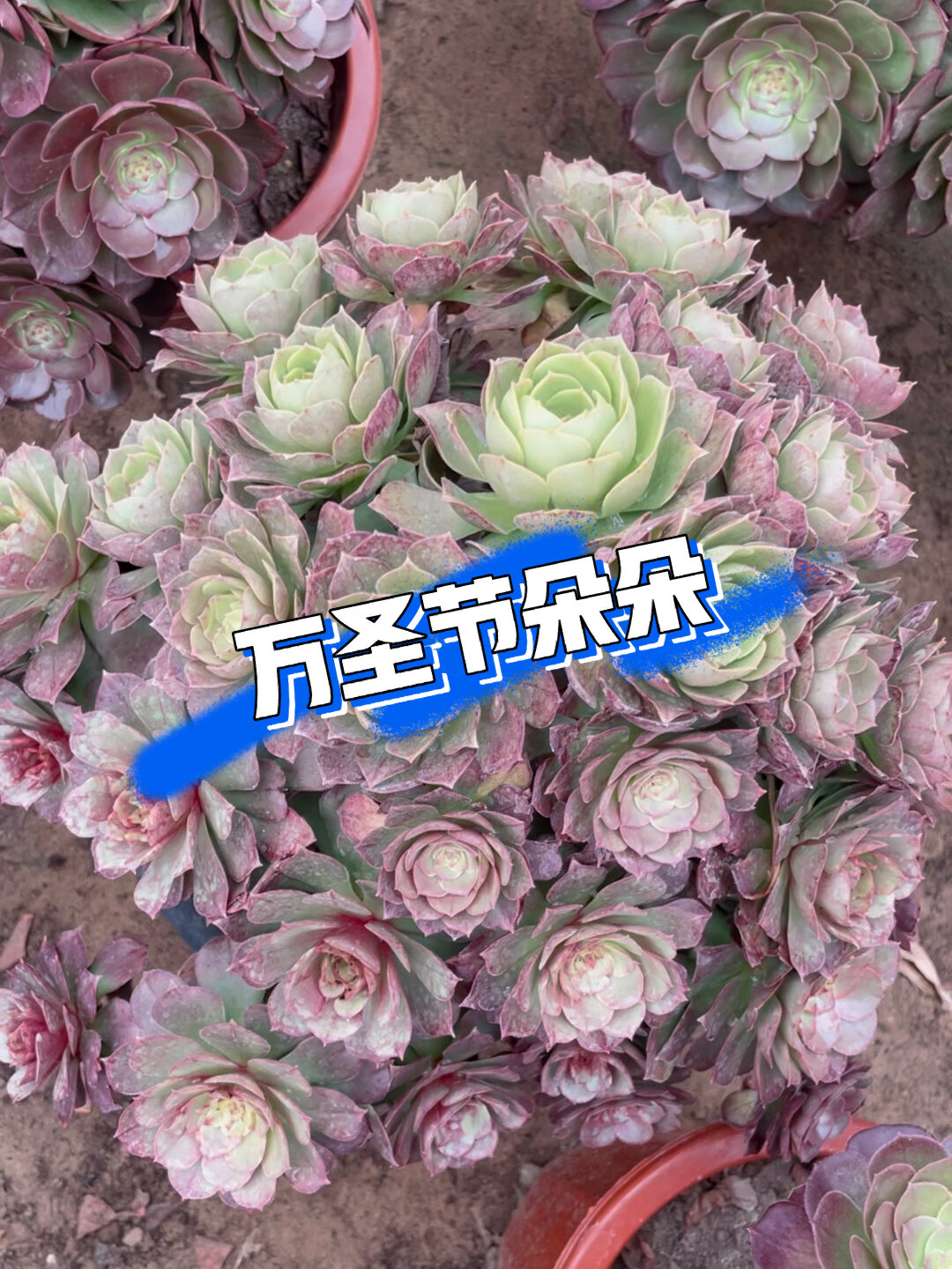 多肉植物～万圣节朵朵
