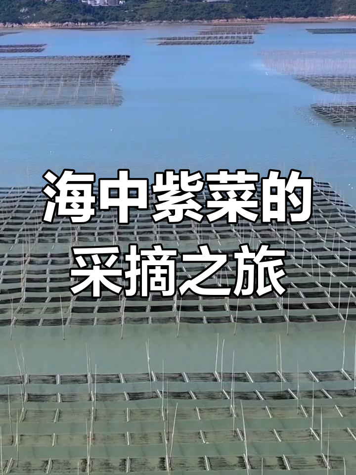 紫菜收获季:海上田园的美丽与传承