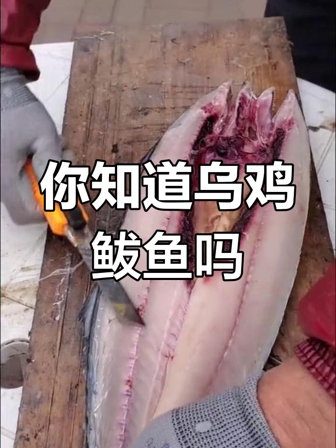 乌鸡鲅鱼是什么梗?