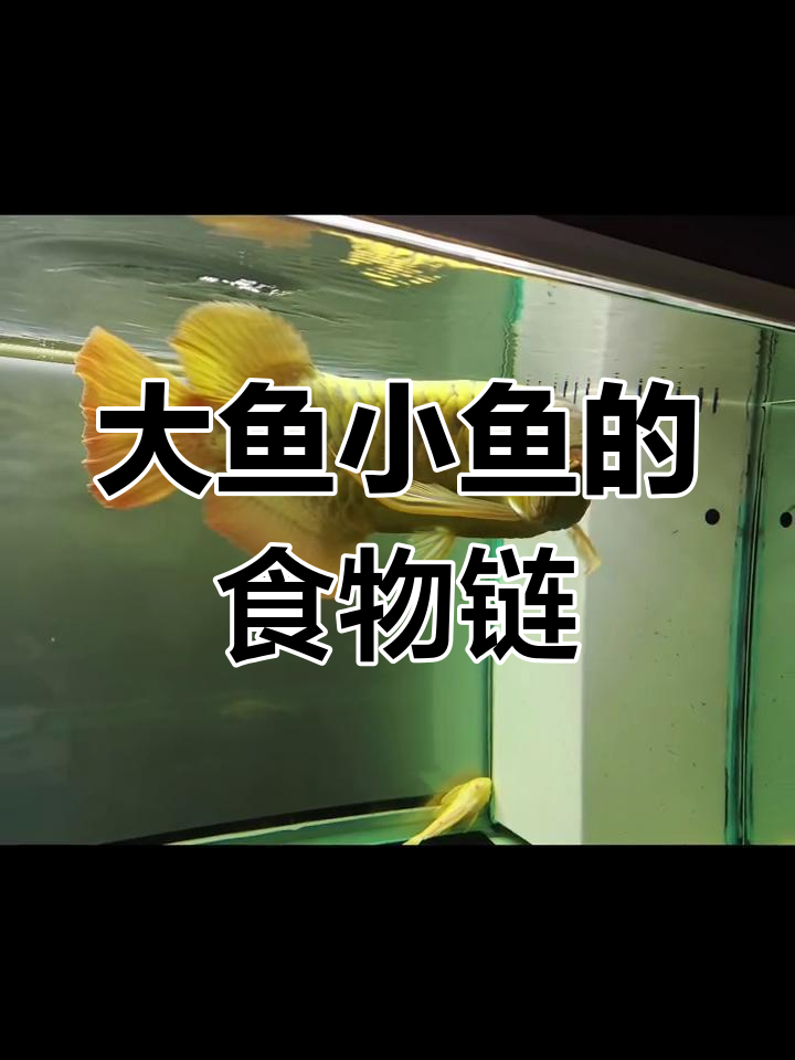 泰国鲫鱼吃虾,弱肉强食的法则